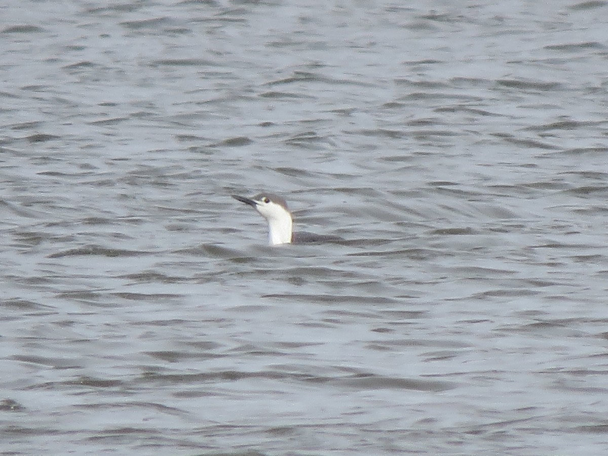 Red-throated Loon - ML548859511