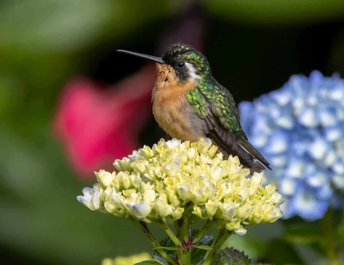 kolibřík pokřovní (ssp. cinereicauda) - ML548859711