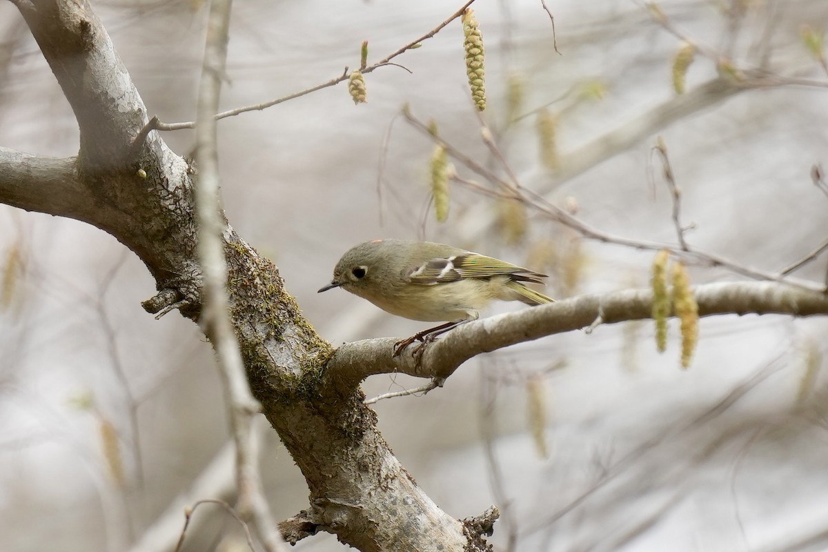 Roitelet à couronne rubis - ML548859861