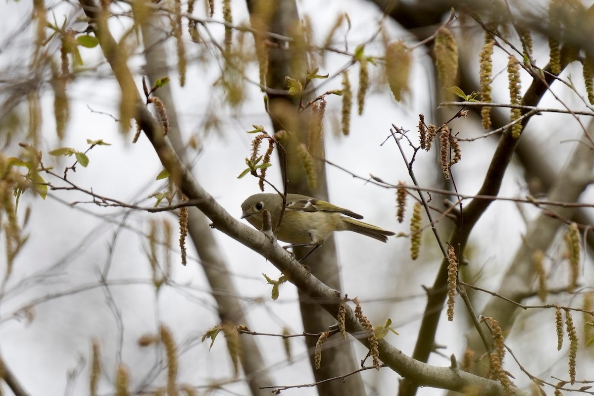 Ruby-crowned Kinglet - ML548859871