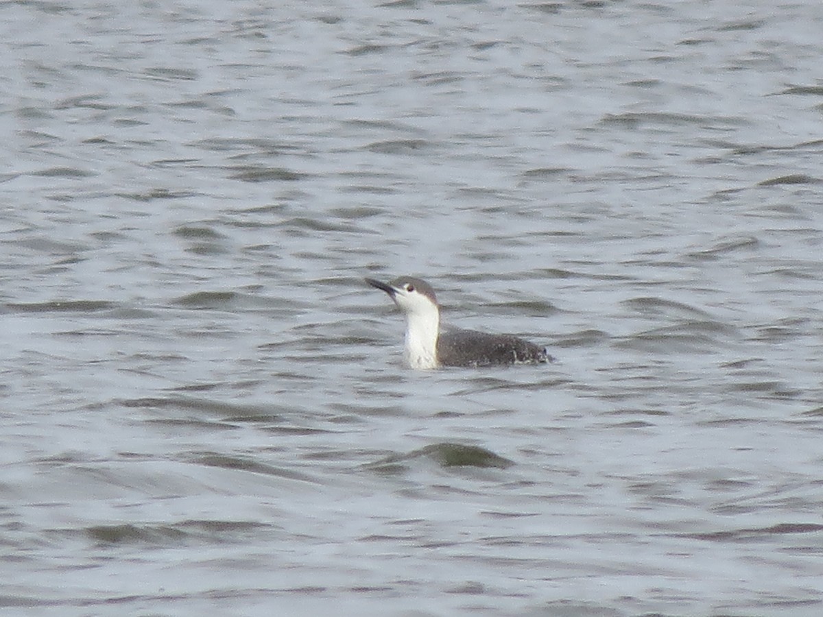 Red-throated Loon - ML548859891