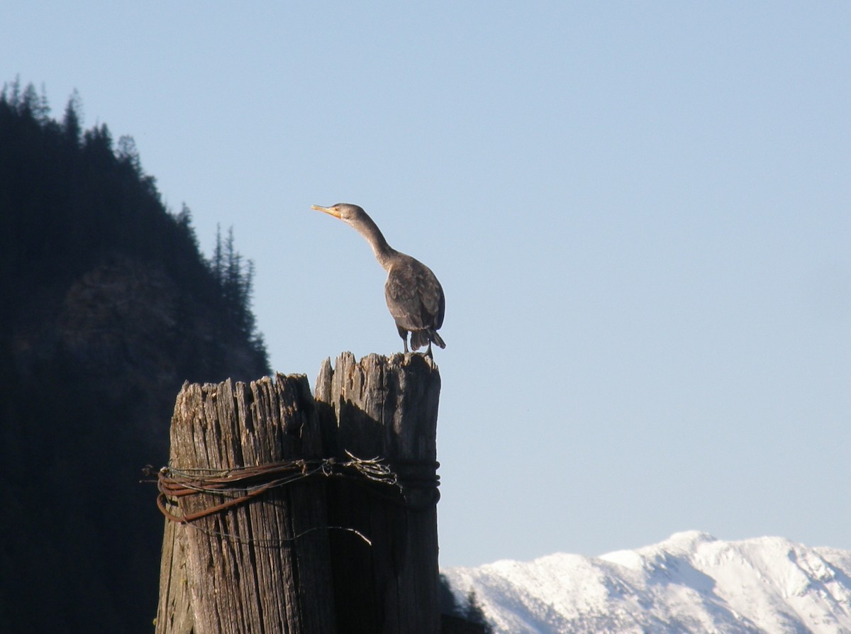 Double-crested Cormorant - ML548859941