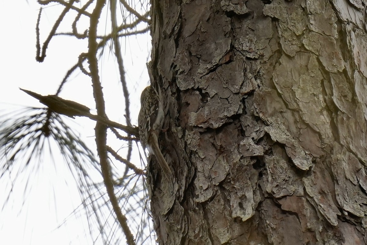 Brown Creeper - ML548859971