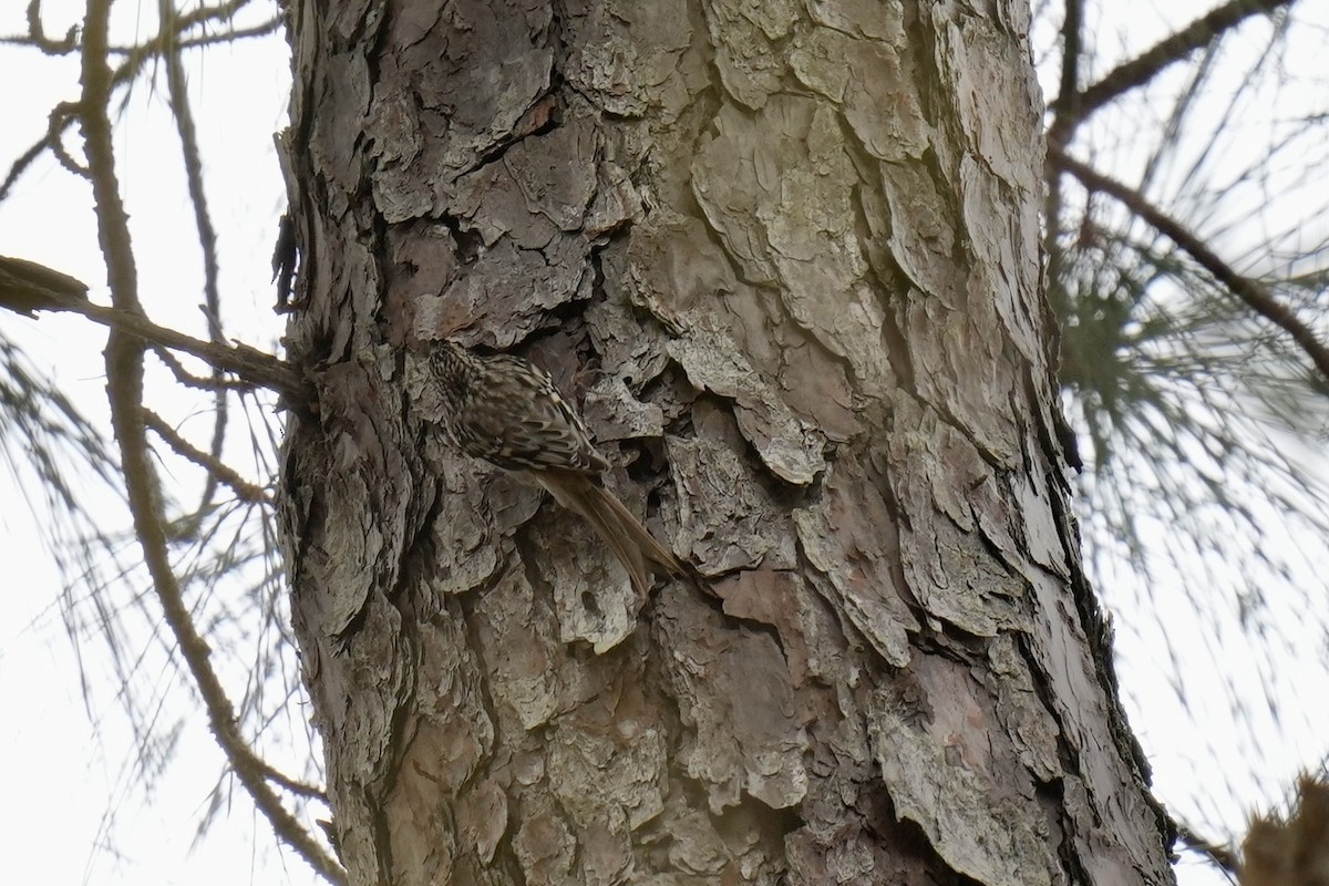 Brown Creeper - Melanie Crawford