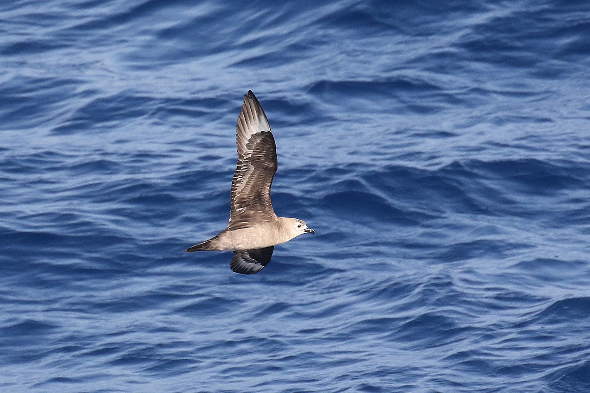 Kermadec Petrel - Fabrice Schmitt