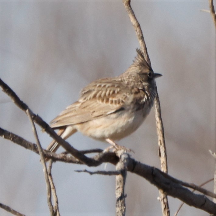 Thekla's Lark - ML548860131