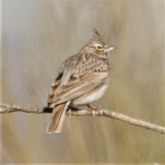 Thekla's Lark - ML548860141