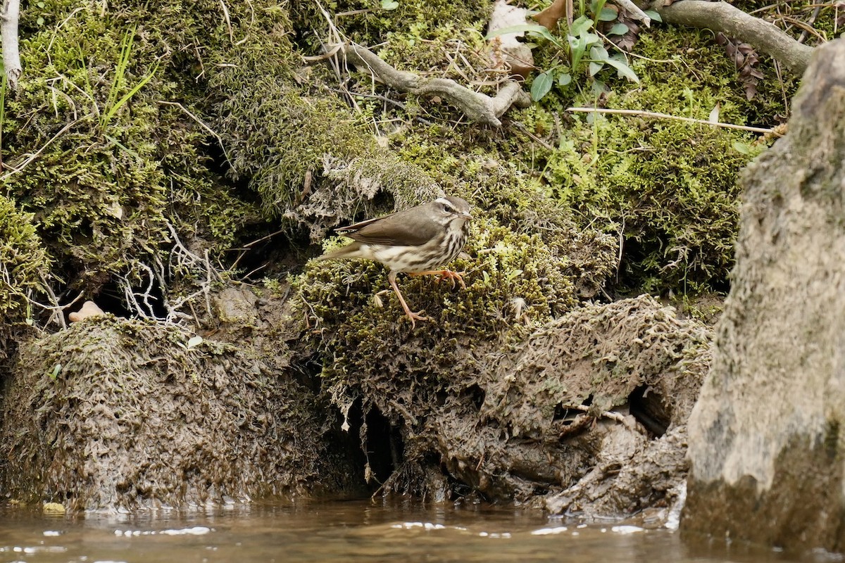 Louisiana Waterthrush - Melanie Crawford