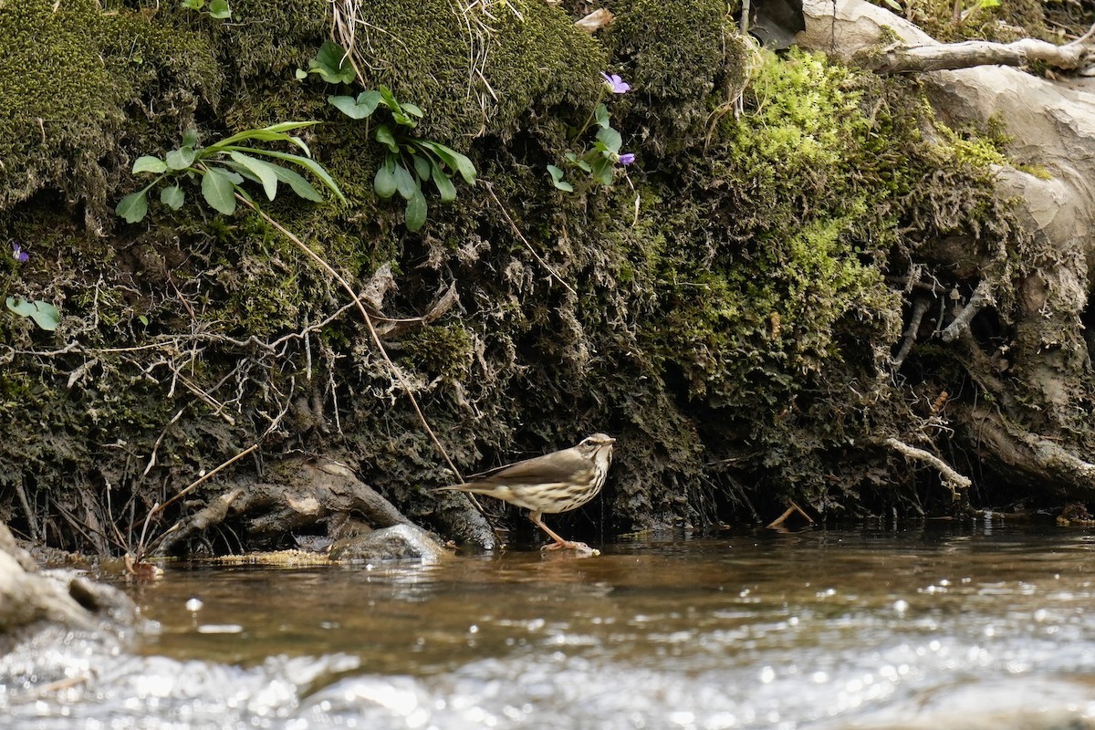 Louisiana Waterthrush - Melanie Crawford