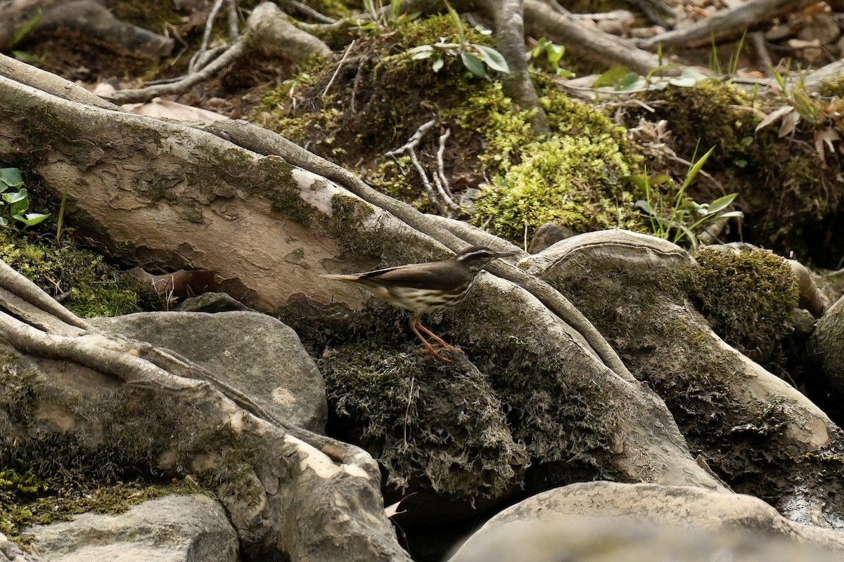 Louisiana Waterthrush - Melanie Crawford