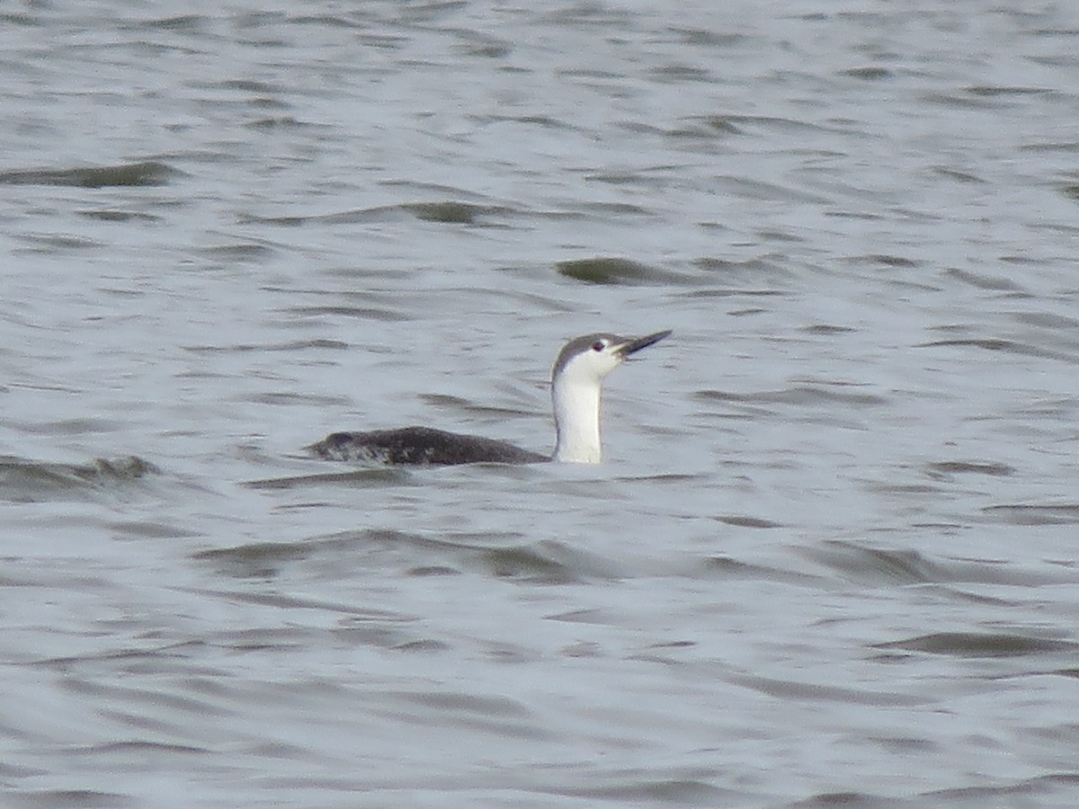 Red-throated Loon - ML548860381