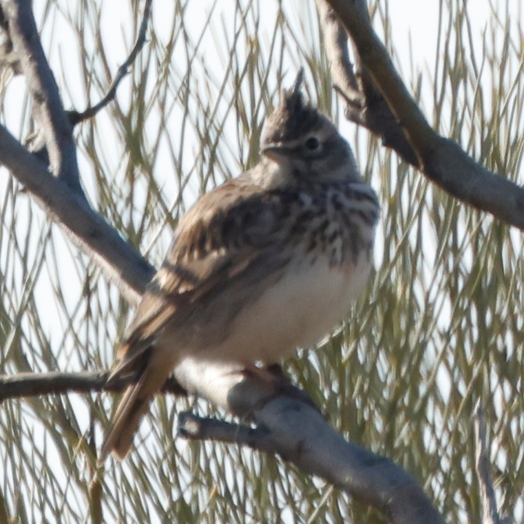 Thekla's Lark - ML548860431