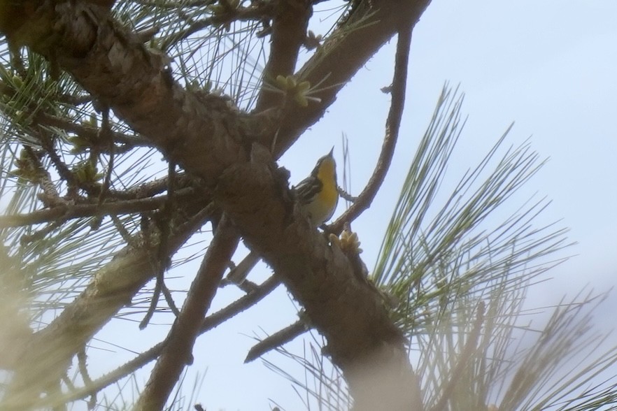 Yellow-throated Warbler - Melanie Crawford