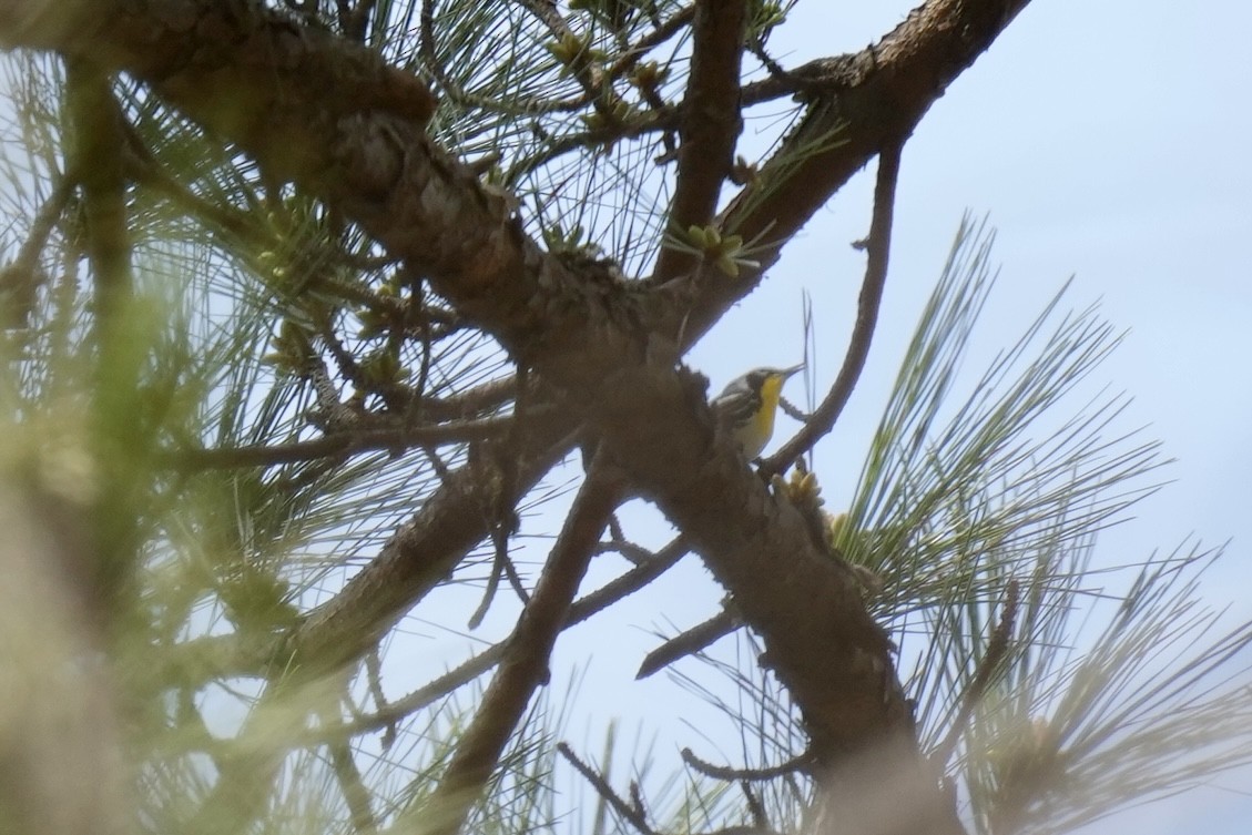 Yellow-throated Warbler - ML548860521