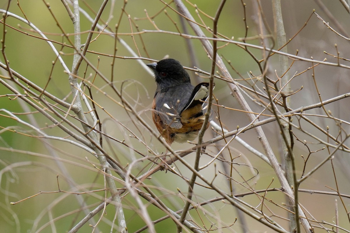 Eastern Towhee - ML548860691