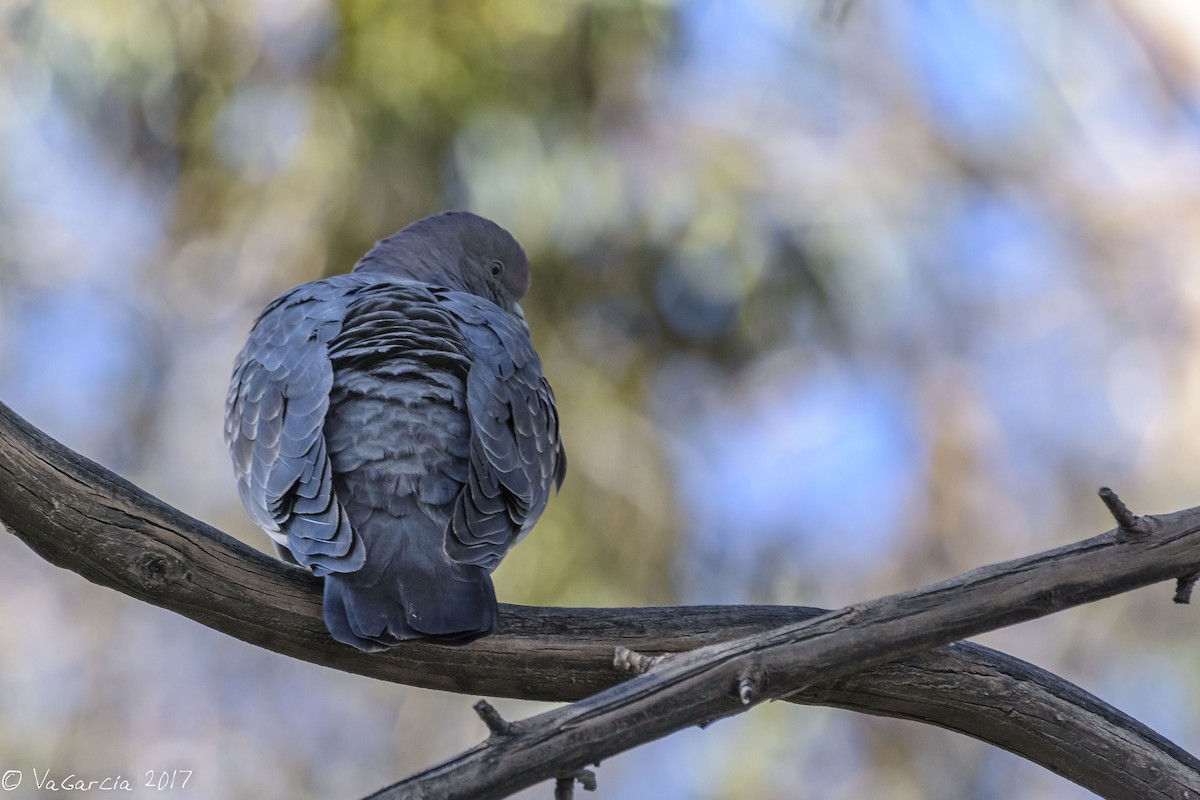 Spot-winged Pigeon - VERONICA ARAYA GARCIA