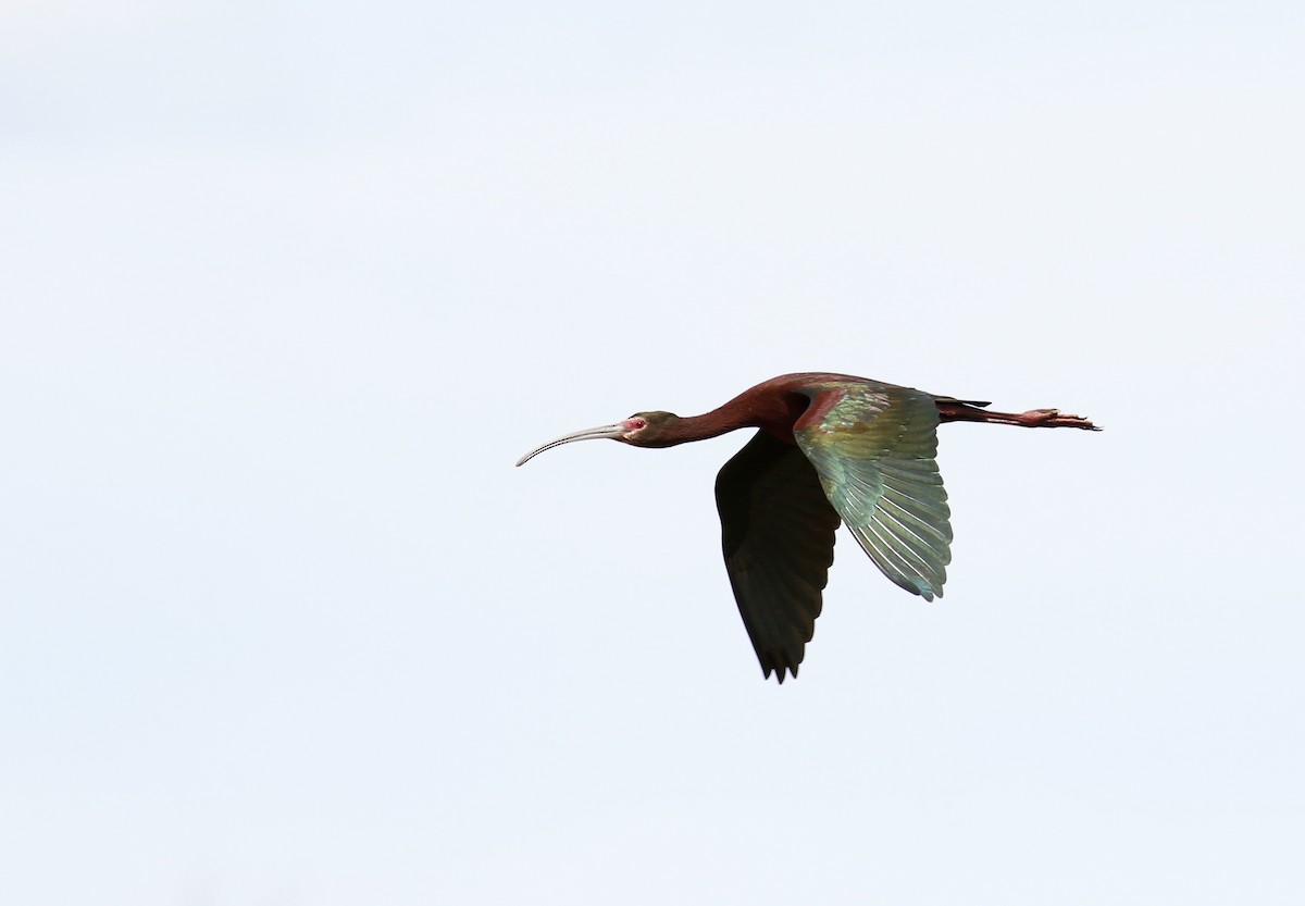 ibis americký - ML54886281