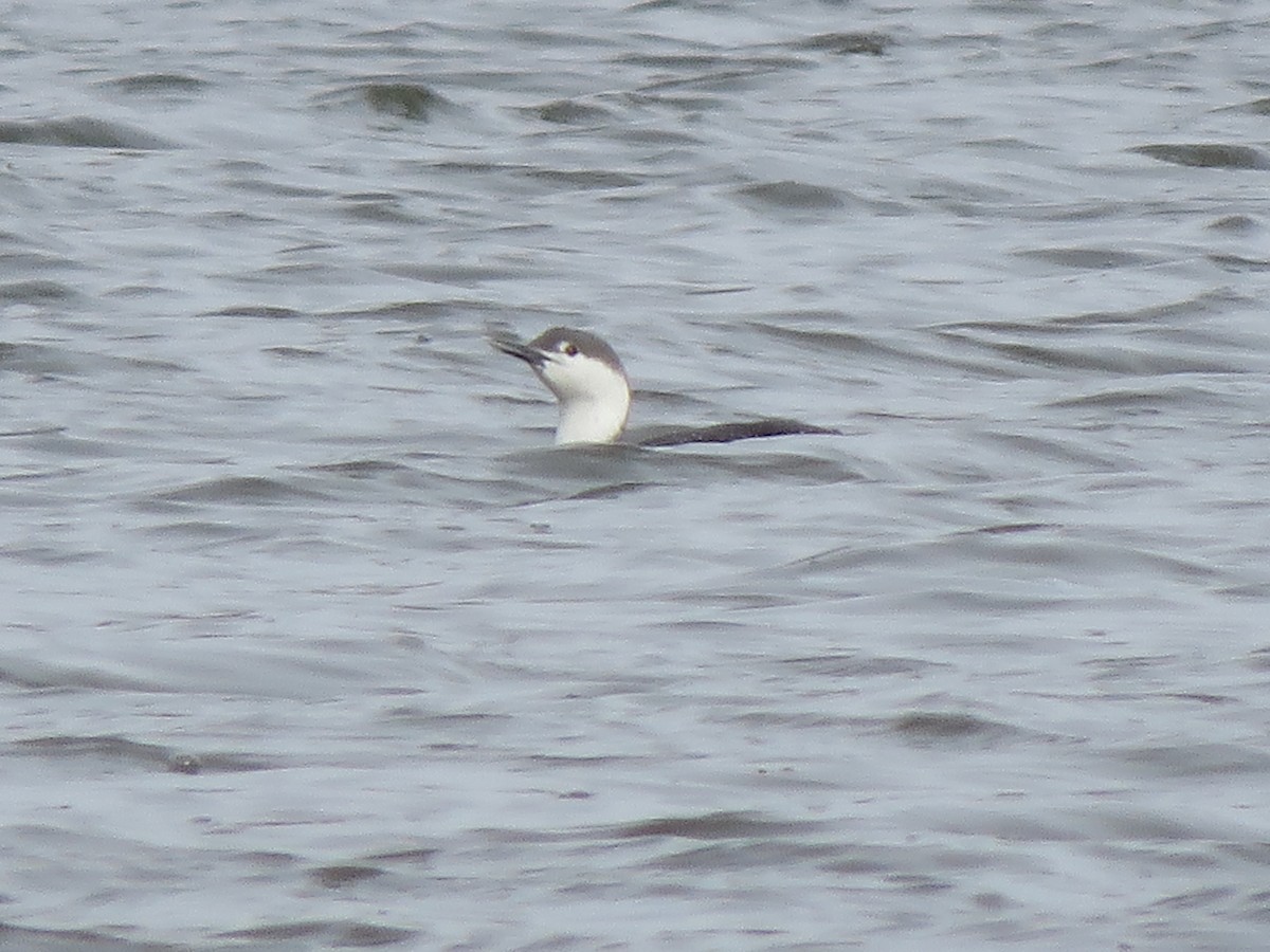 Red-throated Loon - ML548862871