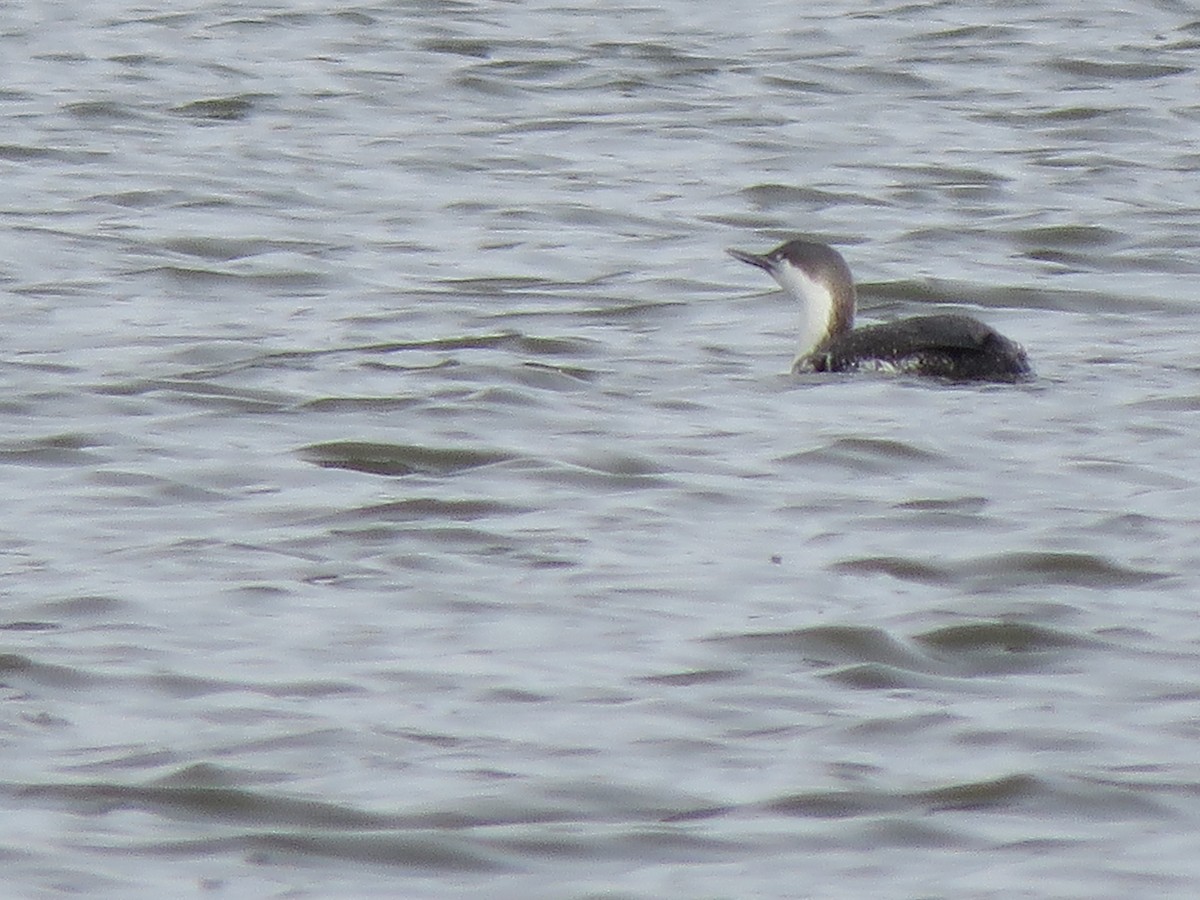 Red-throated Loon - ML548863671