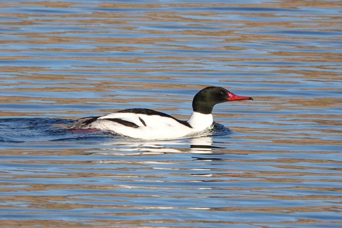 Common Merganser - ML548863741