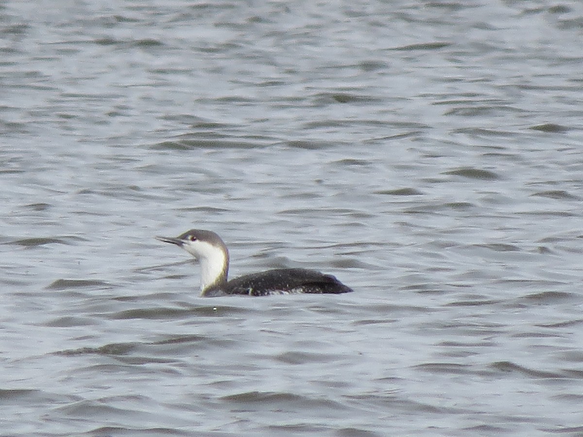 Red-throated Loon - ML548863911