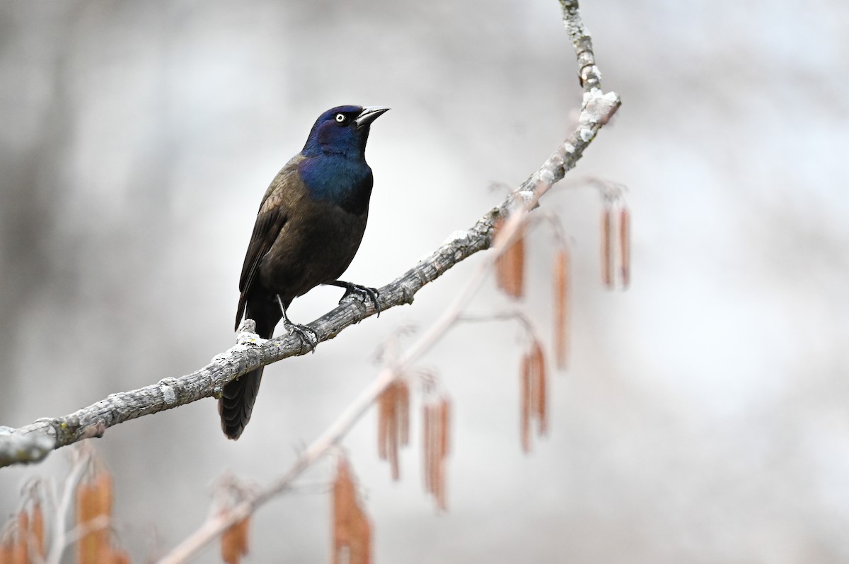 Common Grackle - ML548864551