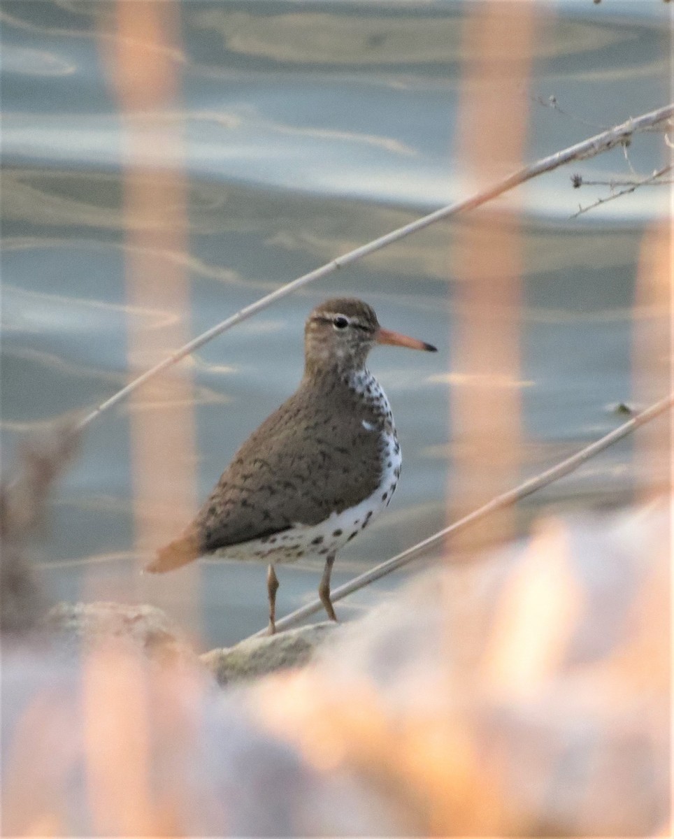 Spotted Sandpiper - ML54886461