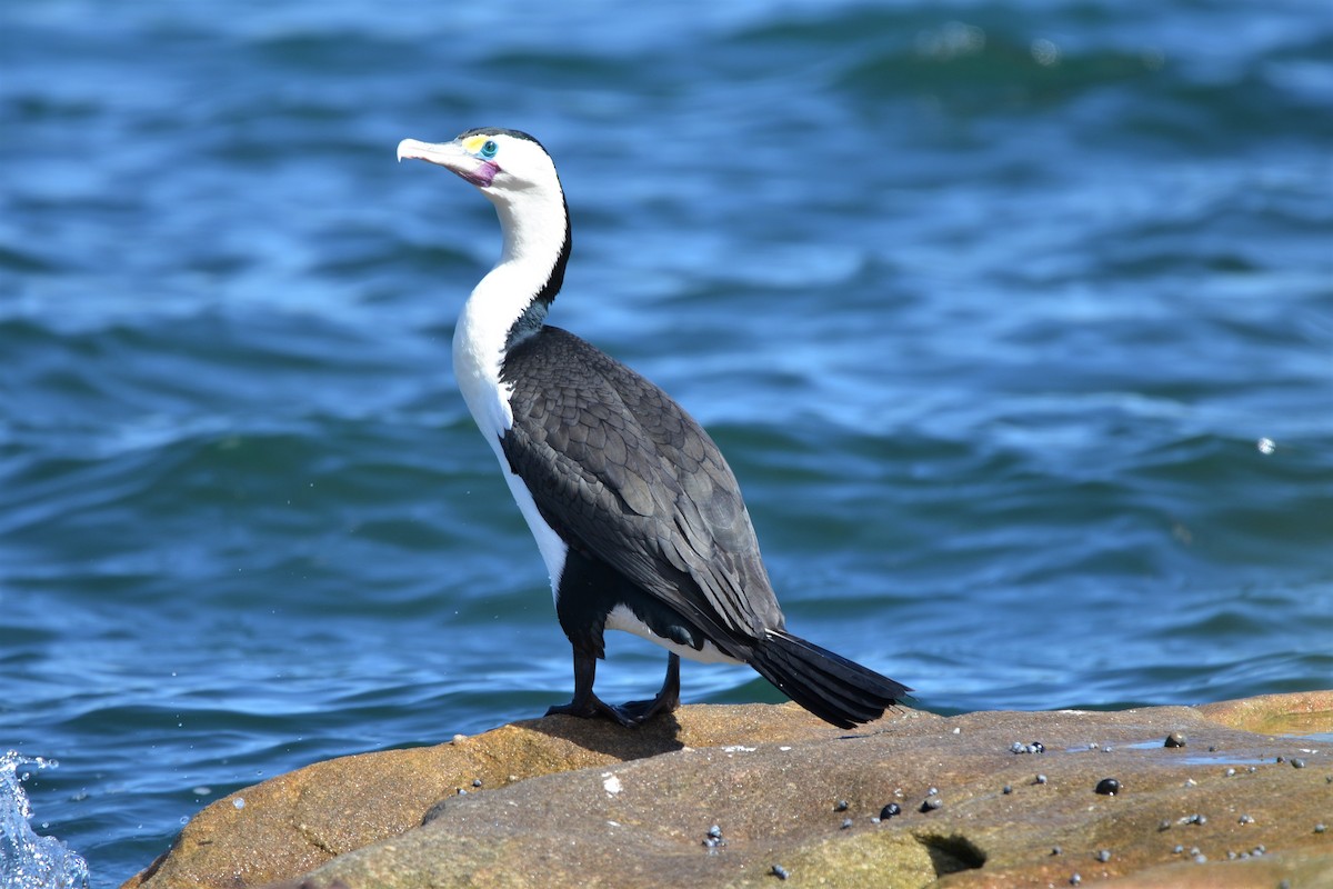 Pied Cormorant - Henry deJong