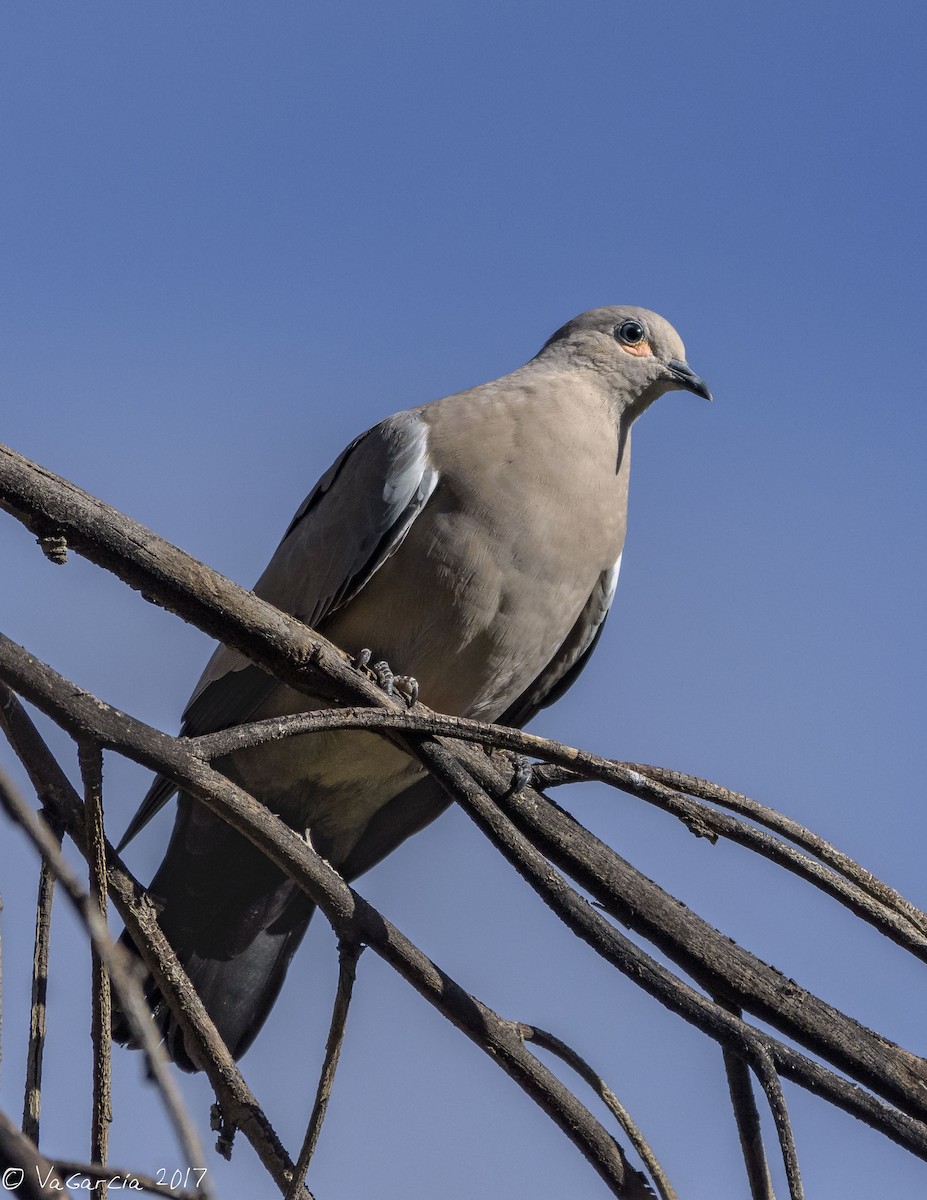 Black-winged Ground Dove - VERONICA ARAYA GARCIA