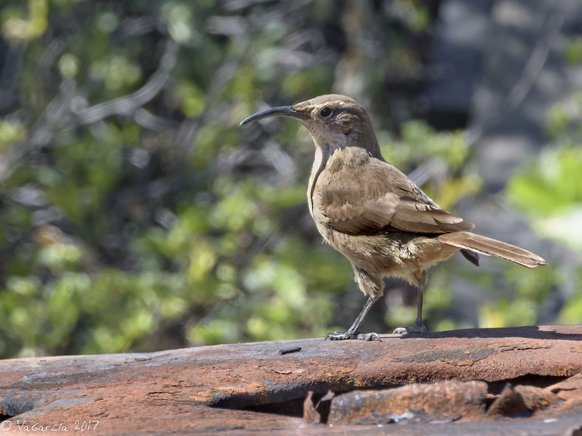 White-throated Earthcreeper - ML54886551