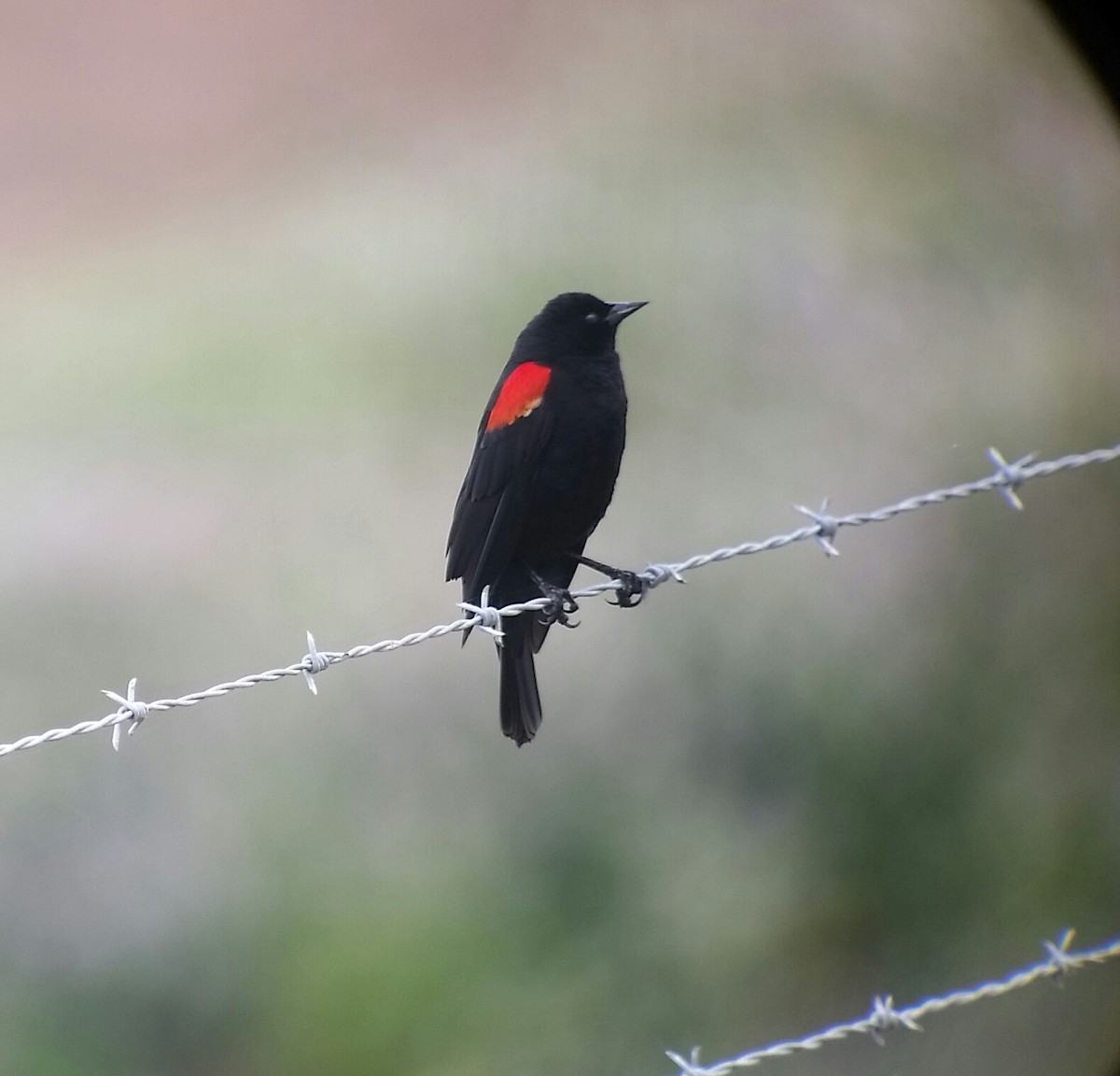 Red-winged Blackbird - ML54886611