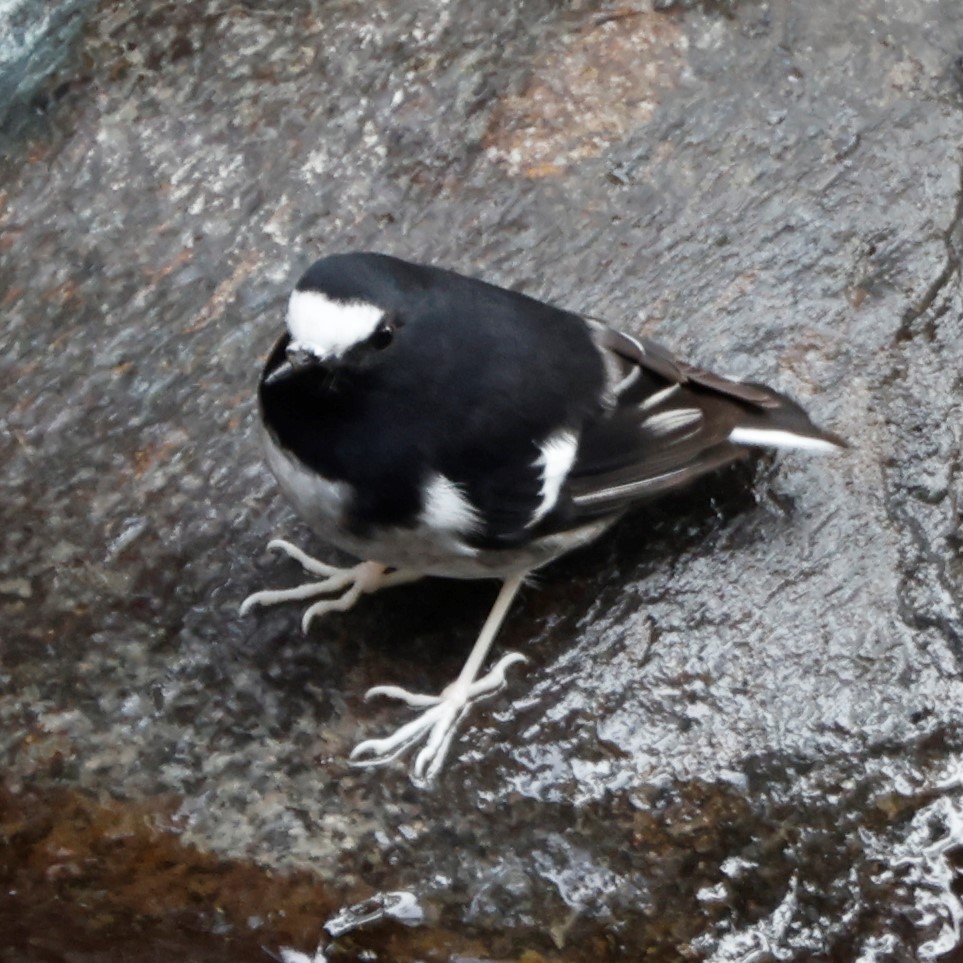 Little Forktail - ML548866841