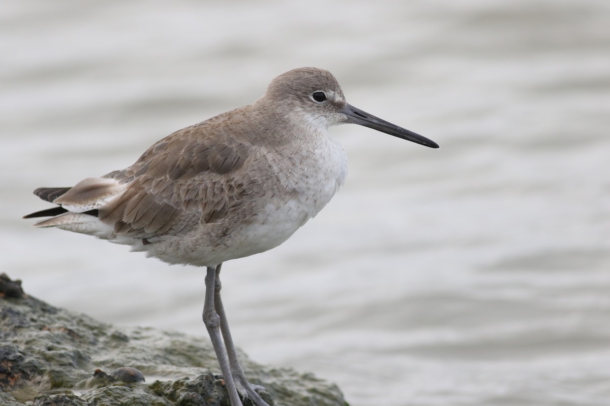 Chevalier semipalmé (inornata) - ML548867251