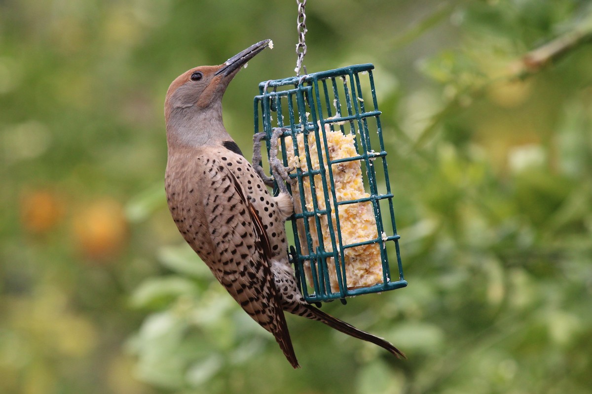 雑種 ハシボソキツツキ x ミナミハシボソキツツキ - eBird