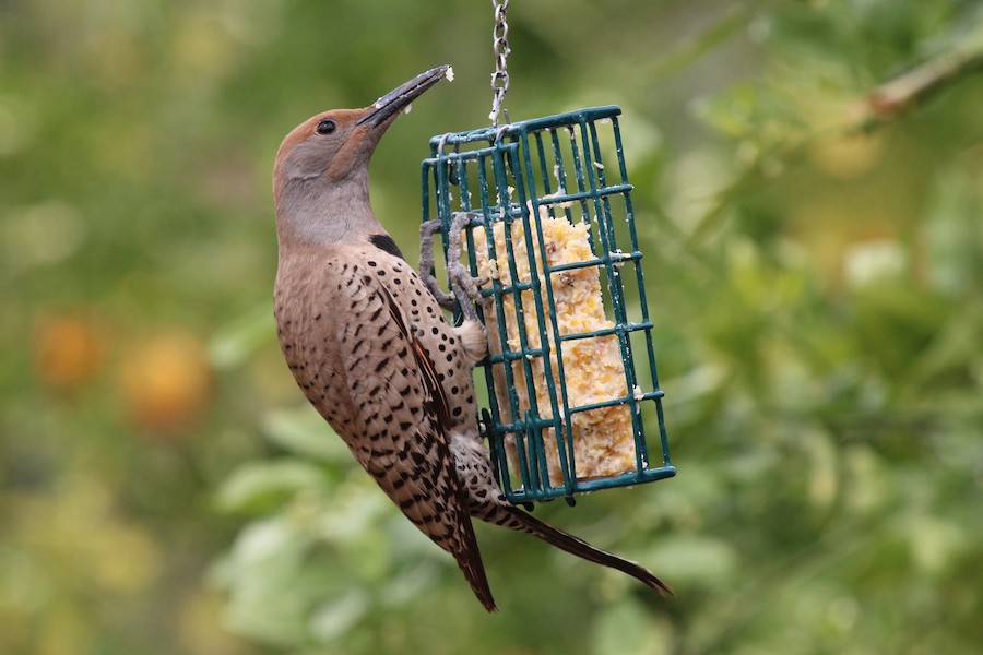 雑種 ハシボソキツツキ x ミナミハシボソキツツキ - eBird