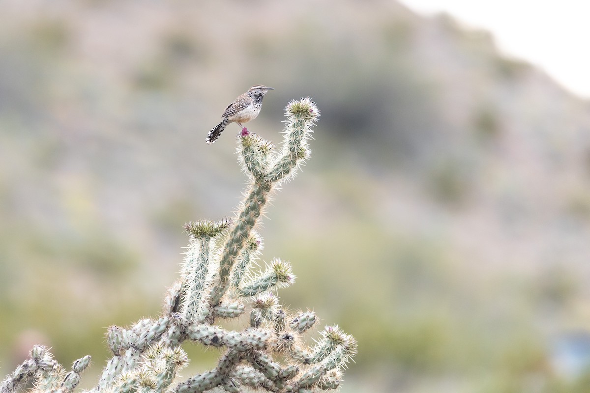 Cactus Wren - ML548868901