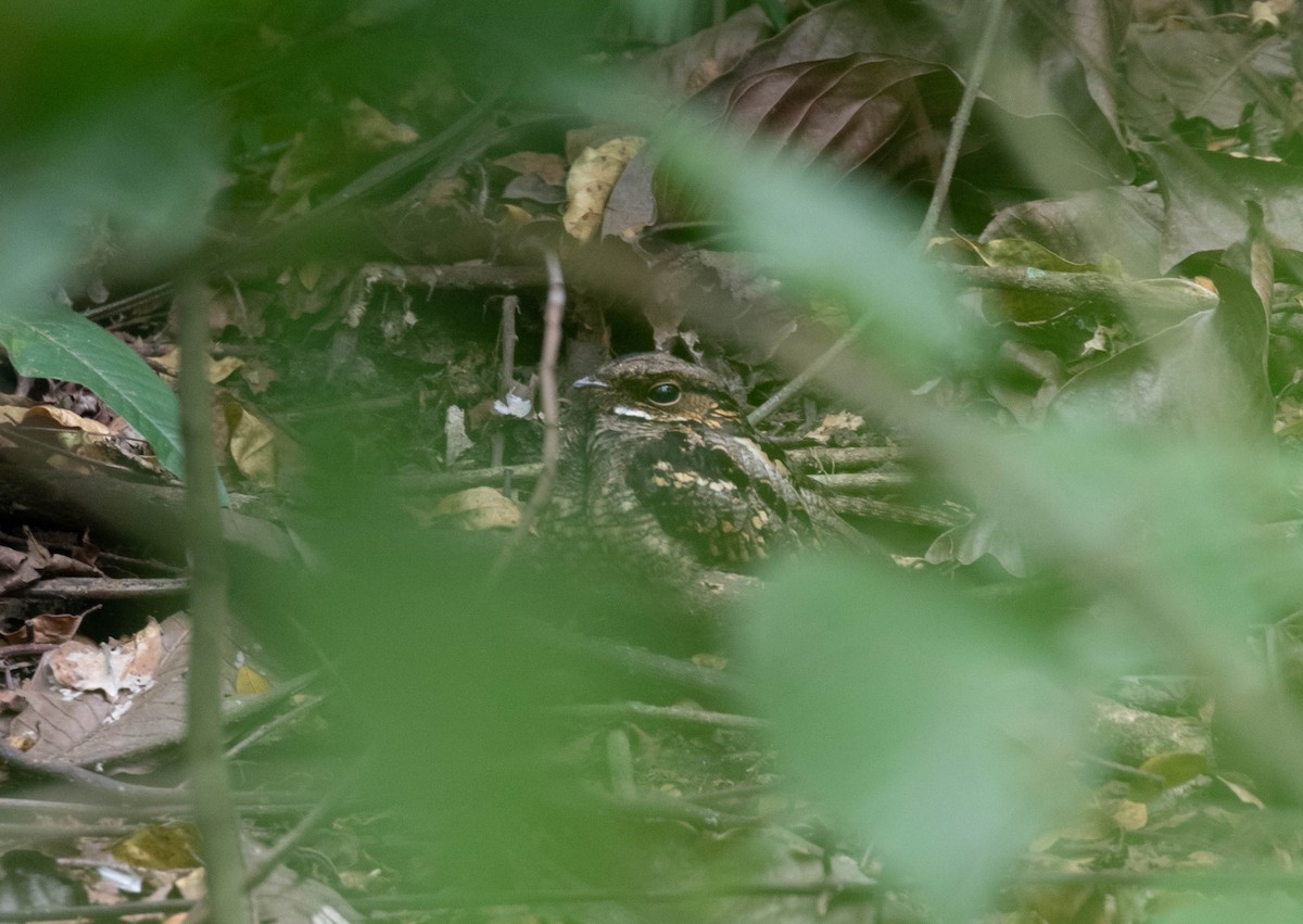 Philippine Nightjar - ML548869071