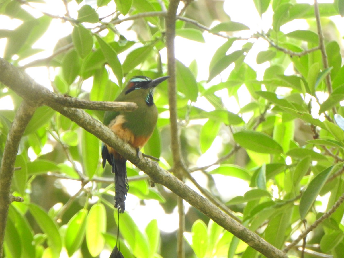 Turquoise-browed Motmot - ML548869391