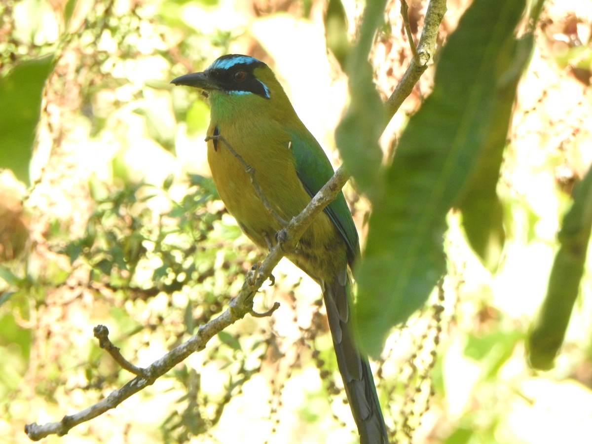 Lesson's Motmot - Mónica Pacas