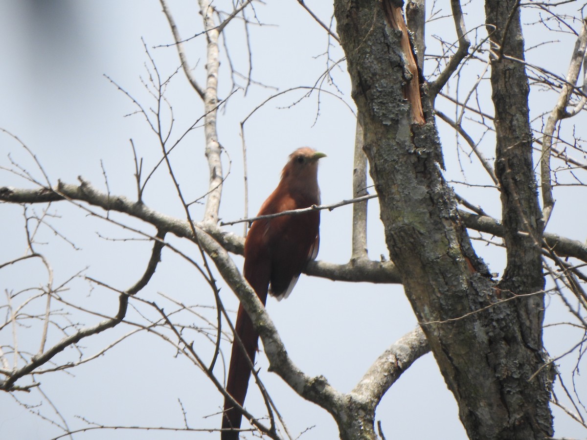 Squirrel Cuckoo - Mónica Pacas