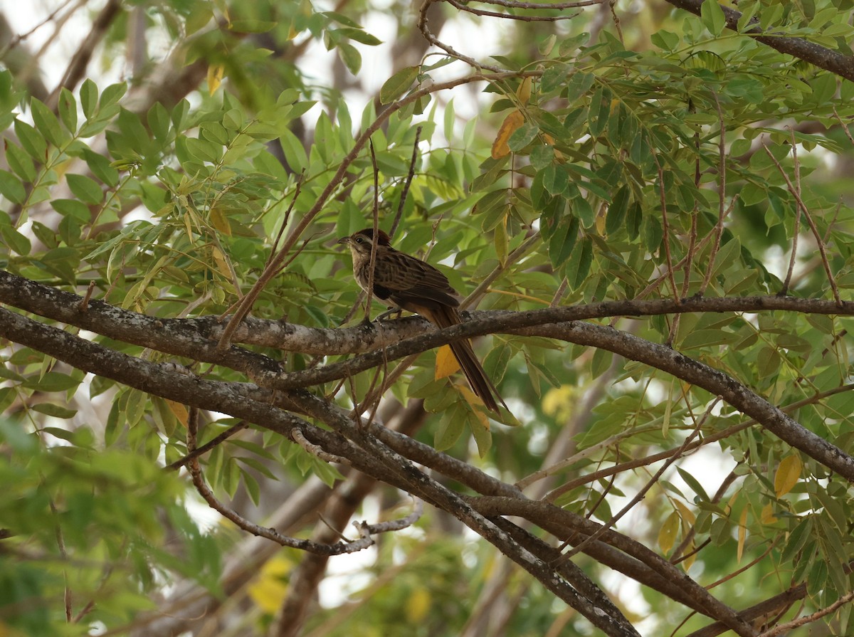 Cuclillo Crespín - ML548869991