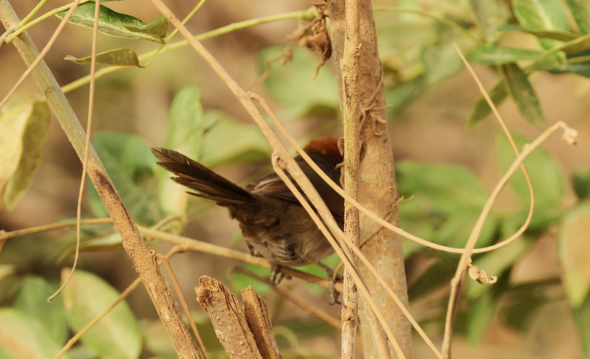 Pale-breasted Spinetail - Diane Eubanks