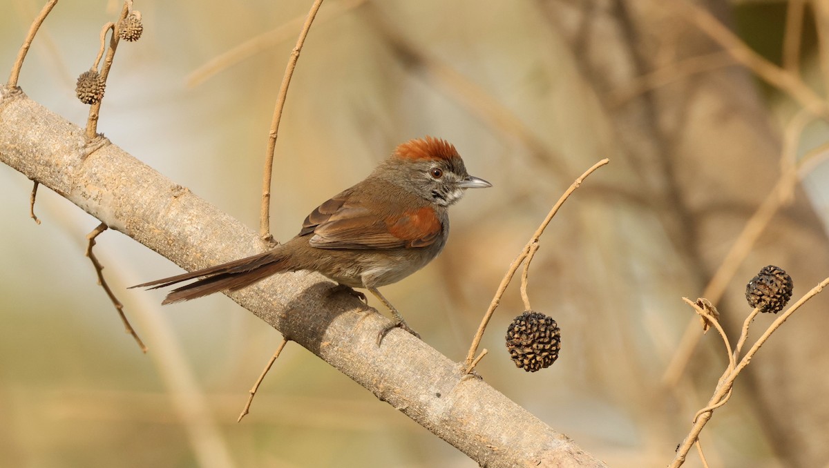 Pale-breasted Spinetail - Diane Eubanks