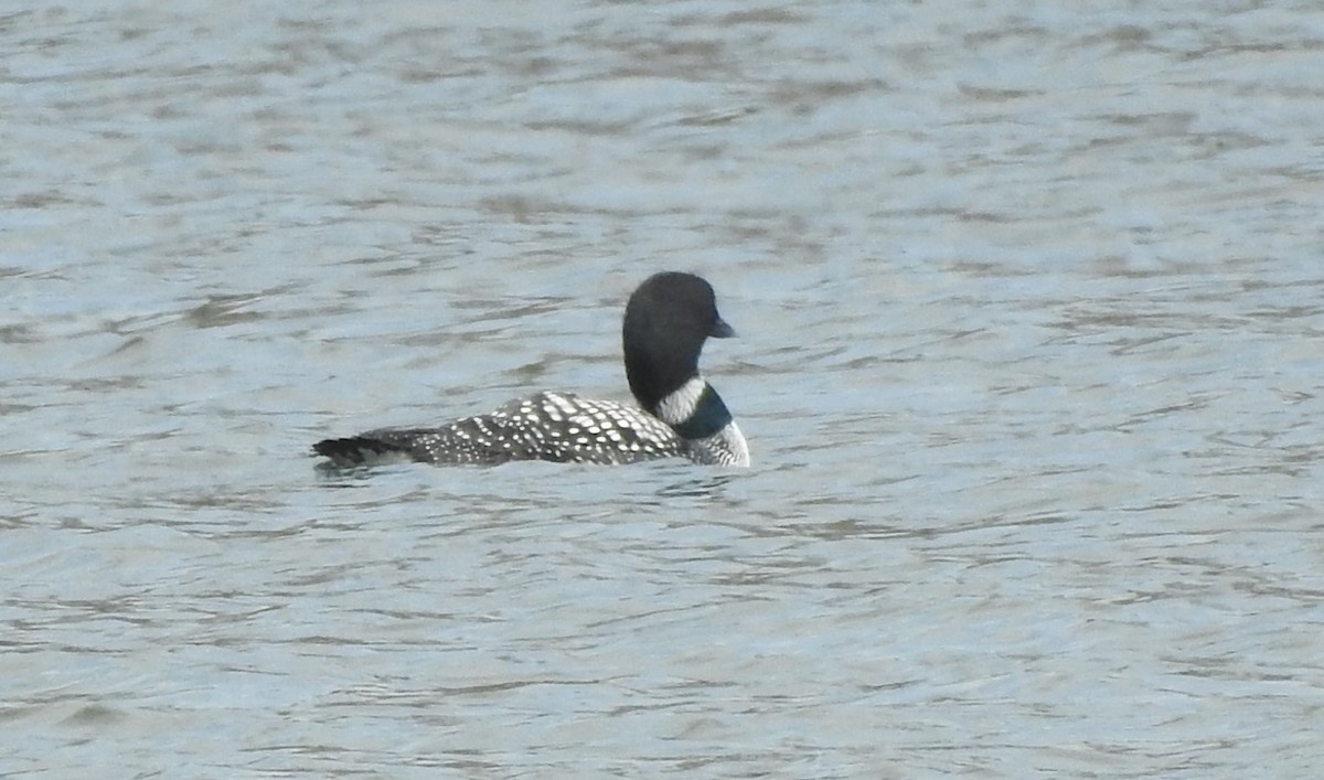 Common Loon - Laura Tappan