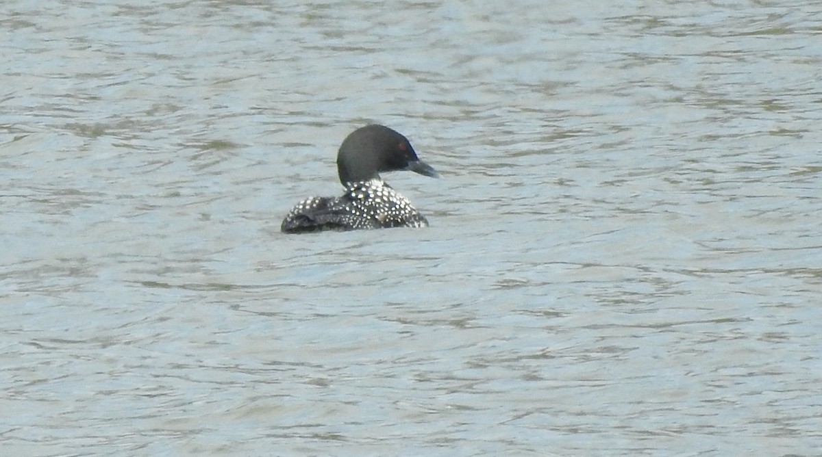 Common Loon - Laura Tappan