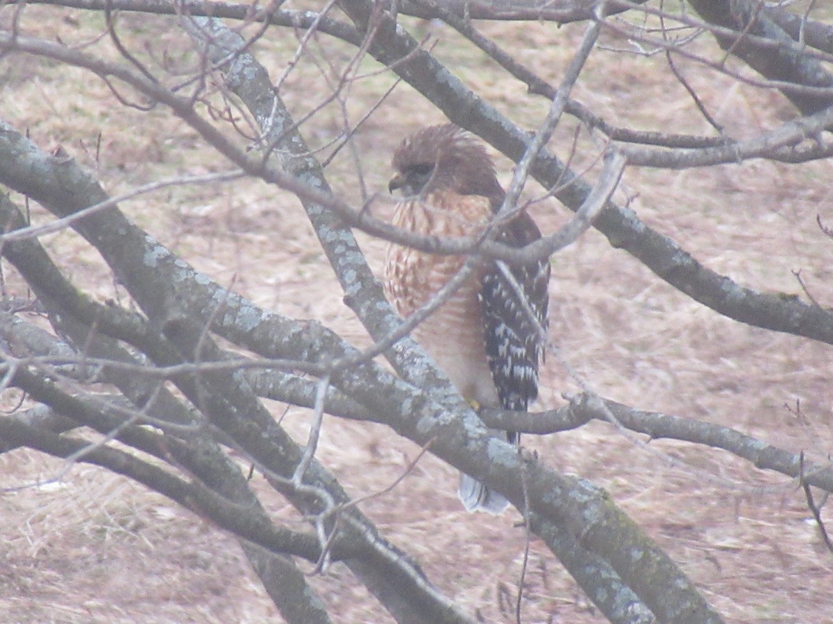 Red-shouldered Hawk - ML548871491