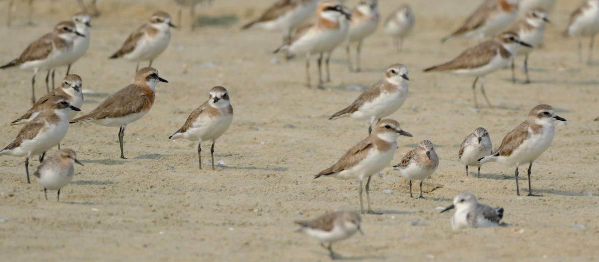 Siberian/Tibetan Sand-Plover - ML548871981