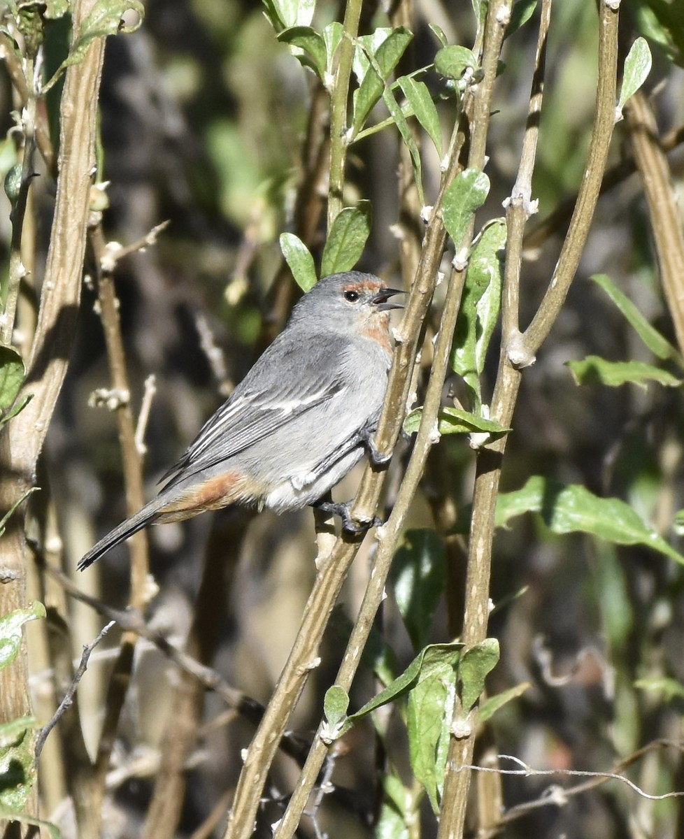 Tamarugo Conebill - VERONICA ARAYA GARCIA