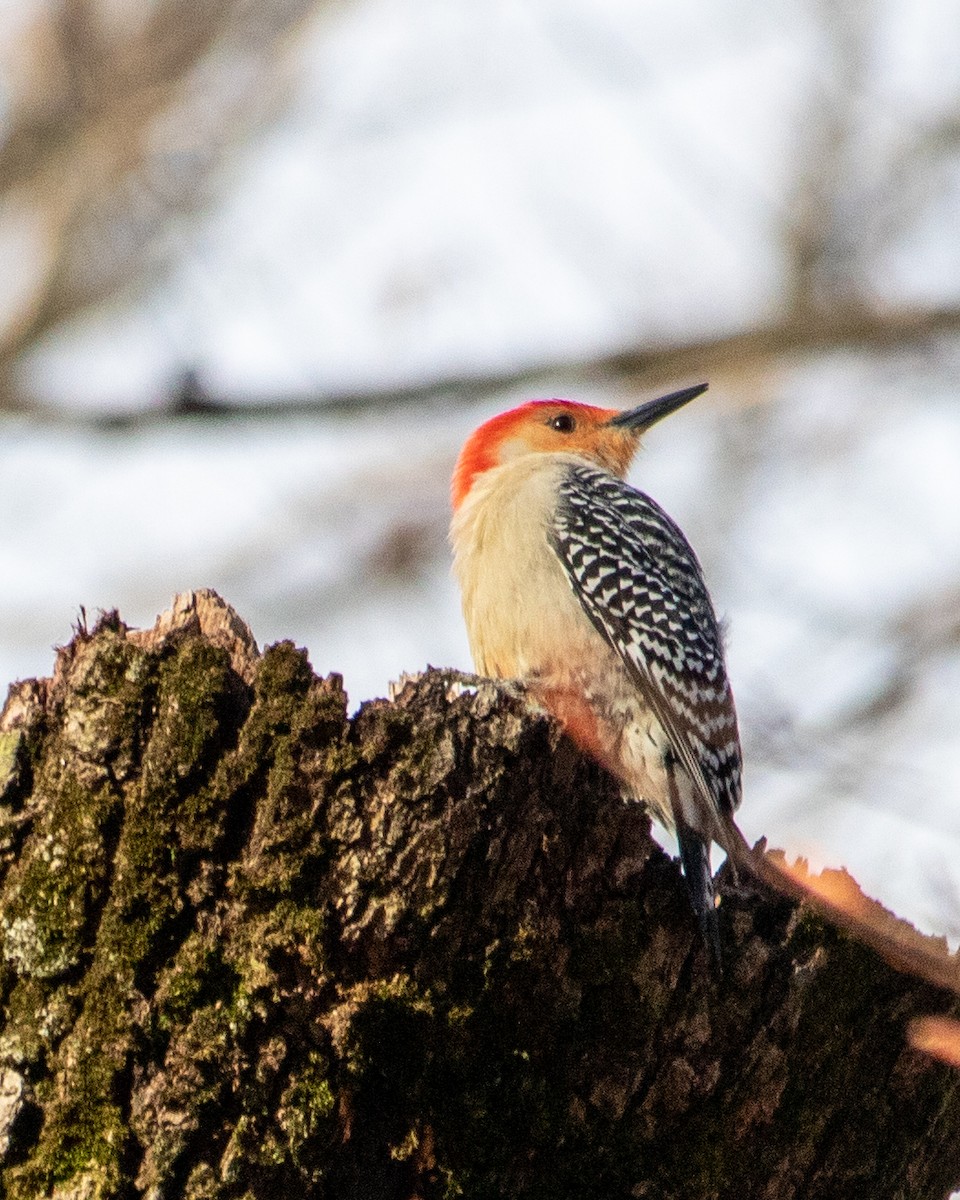Red-bellied Woodpecker - ML548872861