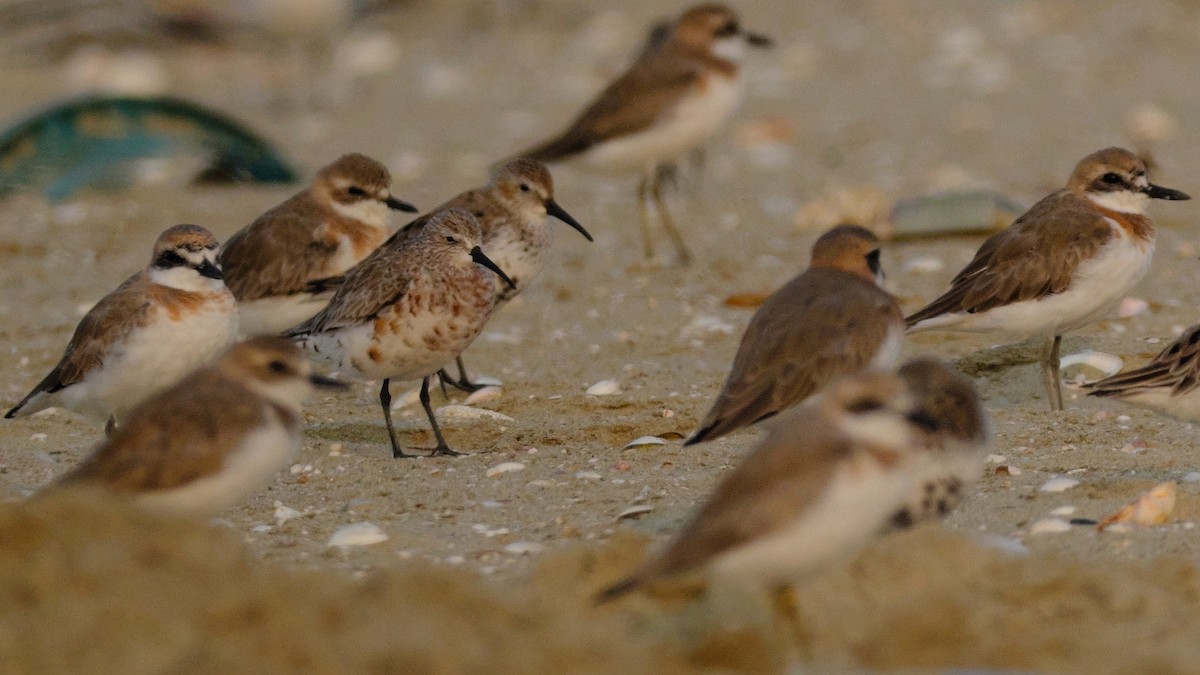 Curlew Sandpiper - ML548872921